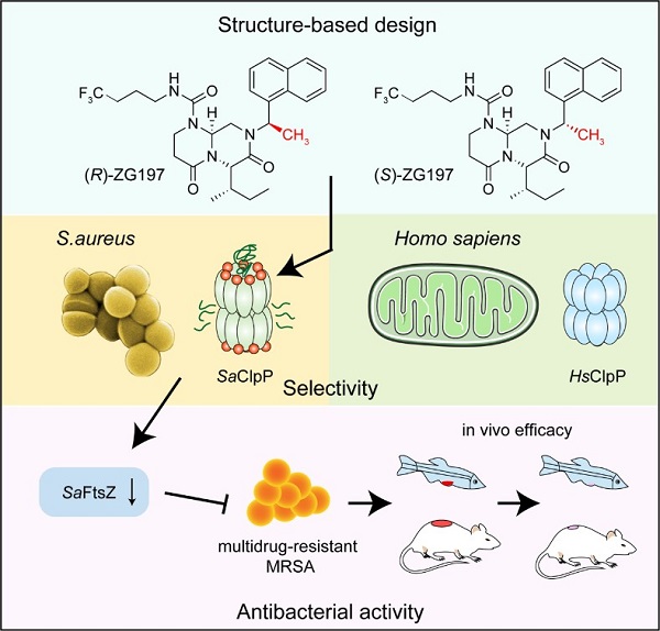 小分子选择性激动金黄色葡萄球菌ClpP抗耐药菌感染