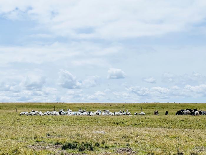 刚察县哈尔盖镇拉克角合毛牧区羊群 本报记者拍摄