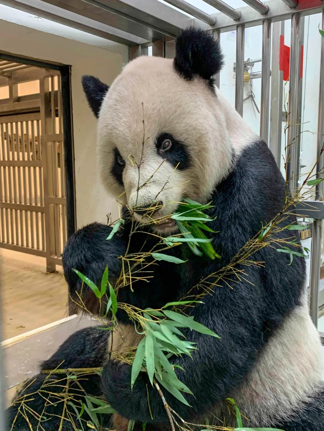 大熊猫"团团".新华社发(台北动物园供图)