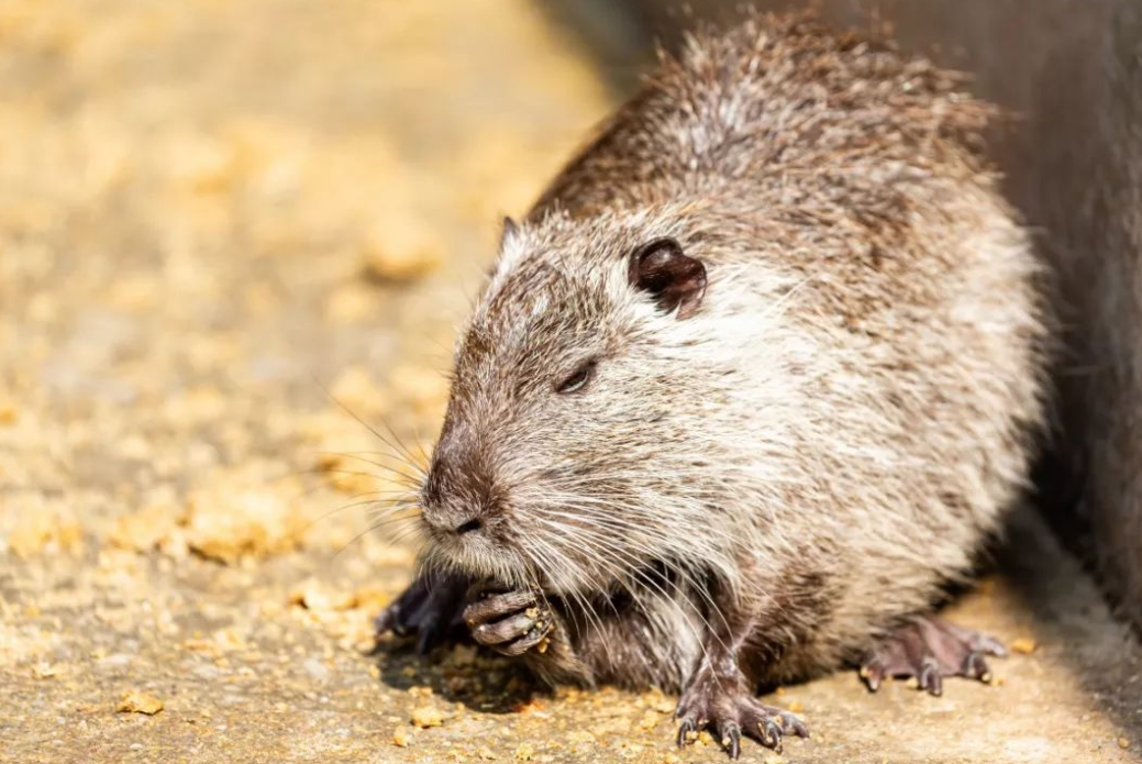 上海多区发现这一外来物种,比老鼠大几倍,67且持续扩散中