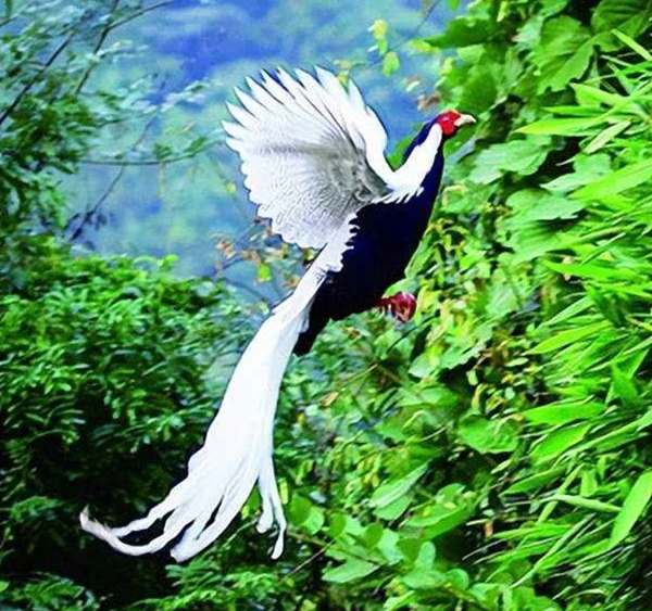 市民在山间拍到白凤凰真实身份揭晓