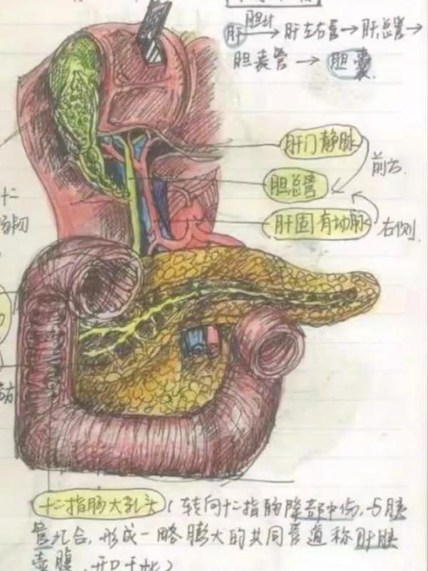 这肝、胆、十二指肠的构造图