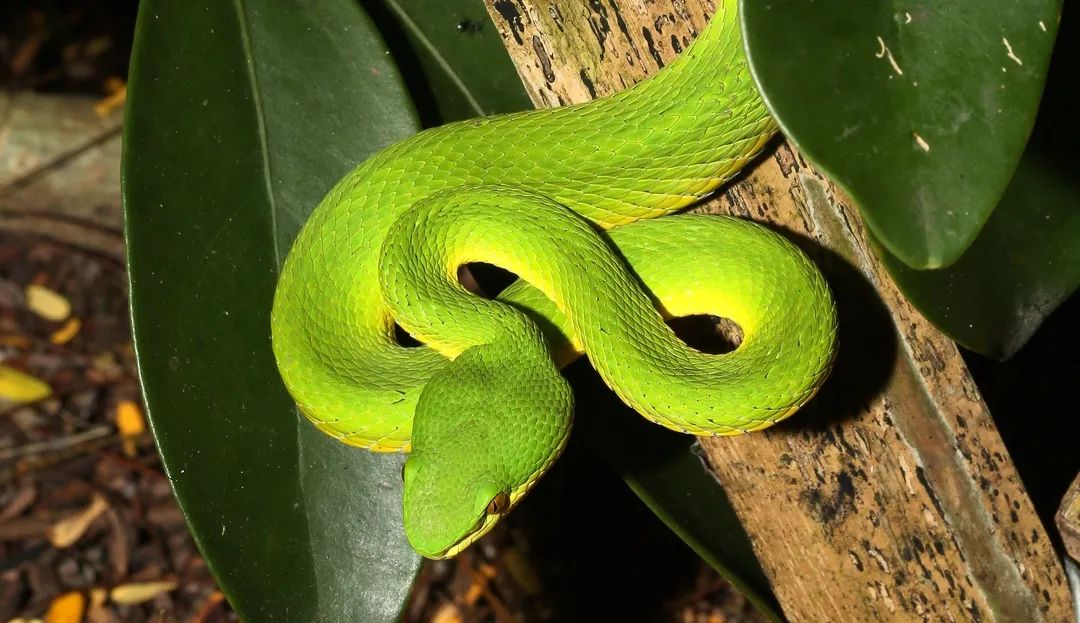 蛇也是恐龙的亲戚.