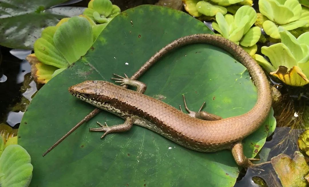 小雪| 深圳的恐龙和它们的亲戚_新浪财经_新浪网