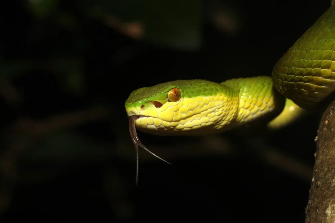 小雪深圳的恐龙和它们的亲戚
