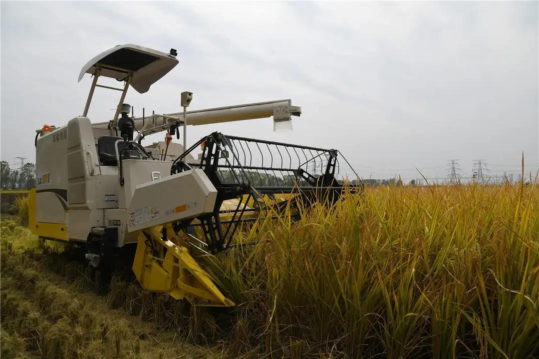 图4无人收割机收割水稻