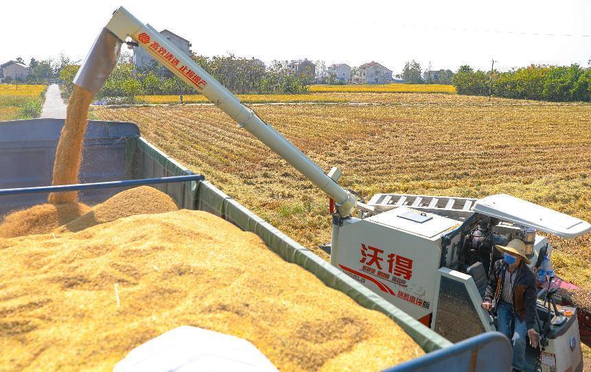 10月12日,收割机把收割的稻谷传送到车上.