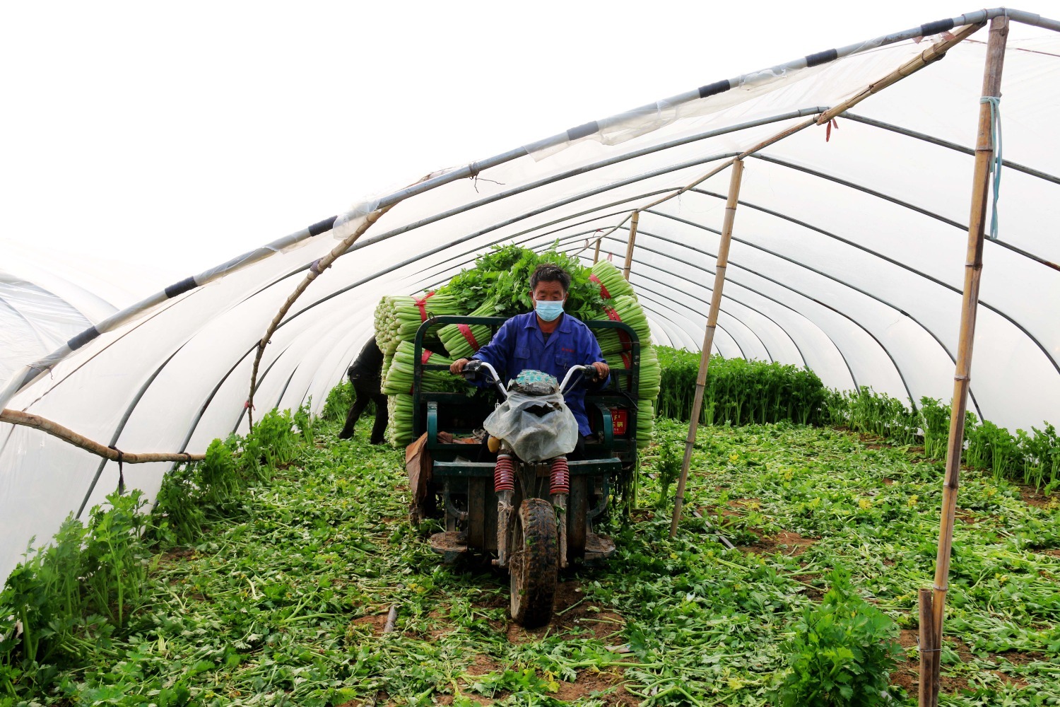 图为永清县三圣口乡张家场村的蔬菜大棚内,工人正在运输打好捆的芹菜.