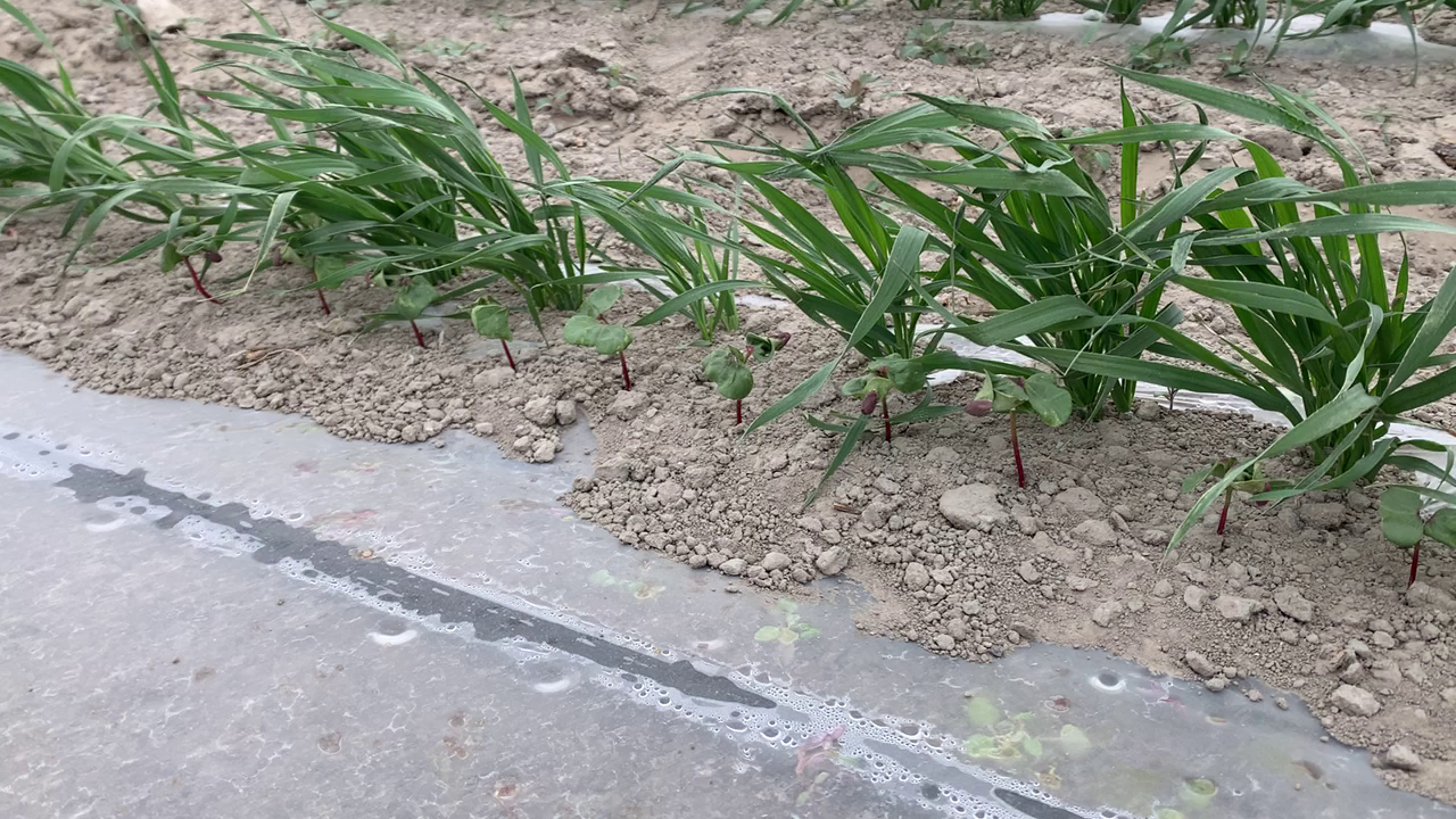 　　“棉麦分播”种植技术,小麦耐低温提前播种,快速发育为后播种的棉苗筑成一道防风墙