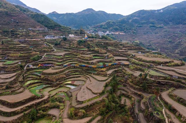 11月24日在浙江省丽水市青田县小舟山乡拍摄的高山梯田景观带(无人机