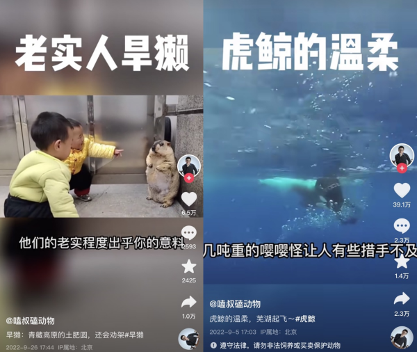 被人类幼崽逼到墙角的旱獭,对人类温柔的虎鲸