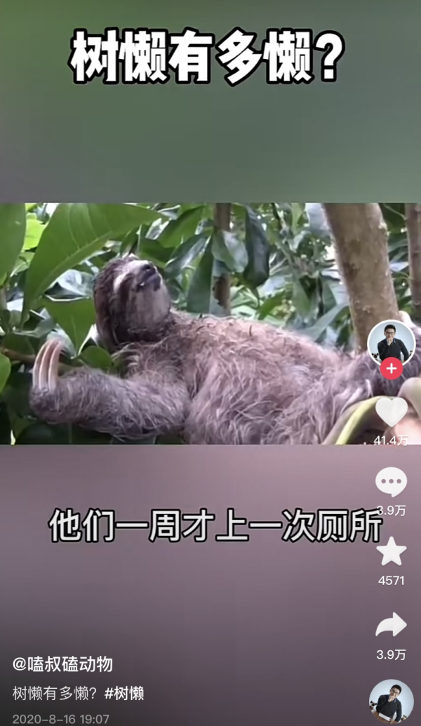“树懒有多懒”获赞40多万