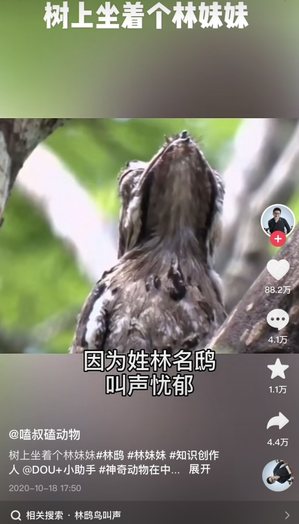 被称作“林妹妹”的林鸱