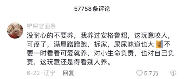 在“貂条真香”的视频评论区,粉丝分享自己的养貂经验