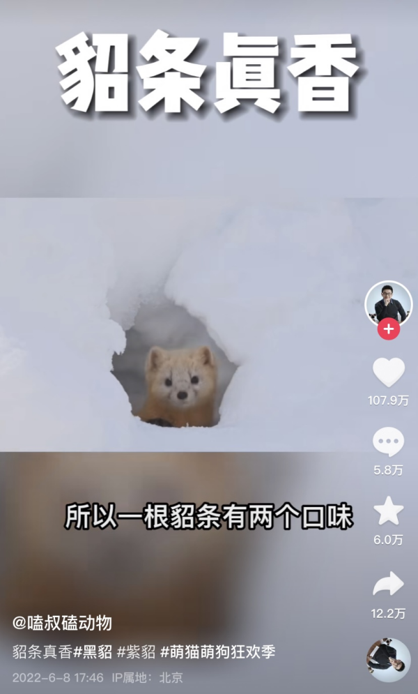 嗑叔用比喻科普黑貂换毛