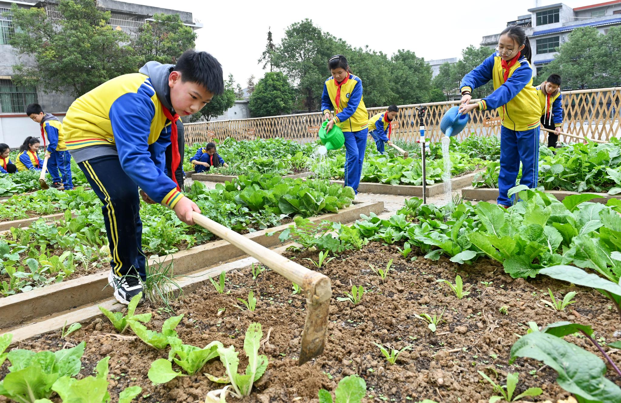 学生们在劳作.通讯员 滕治中 摄