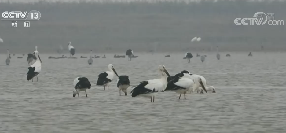 3700多只东方白鹳飞抵江西鄱阳湖南矶湿地