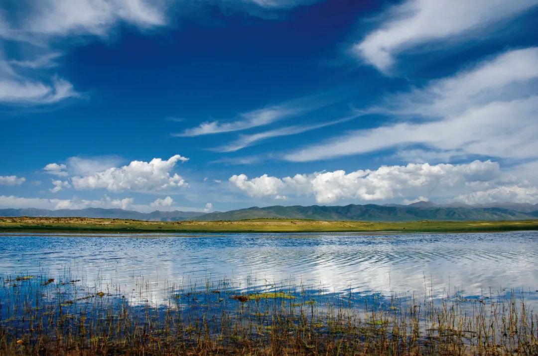 青海湖倒淌河湿地.(青海省林业和草原局供图)