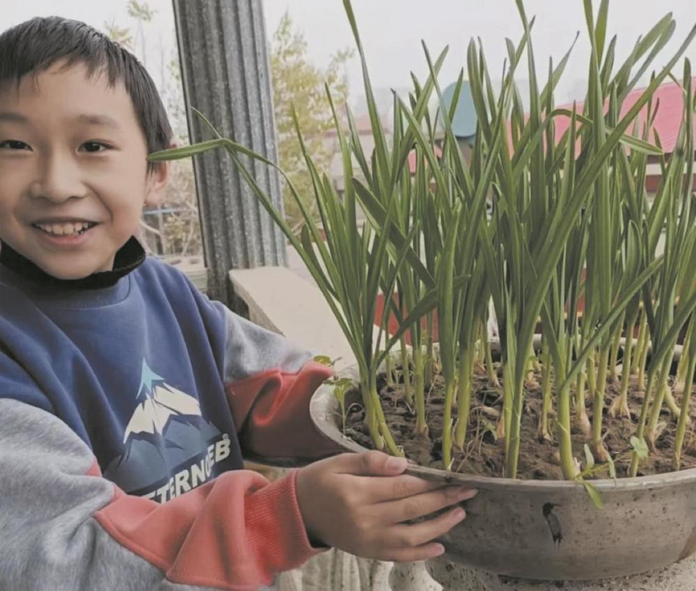 经开区鸭池小学学生在家栽种蒜苗，感受到了劳动所获得的快乐。 宋鑫鑫 摄