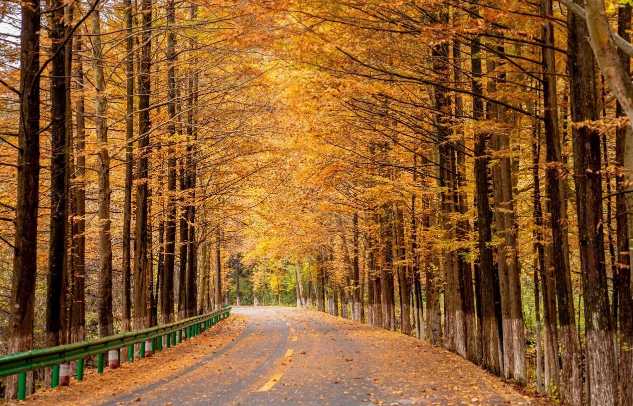 2022年中国留坝秦岭红叶节暨房车露营季活动圆满落幕，新业态新玩法增强留坝文旅市场发展活力