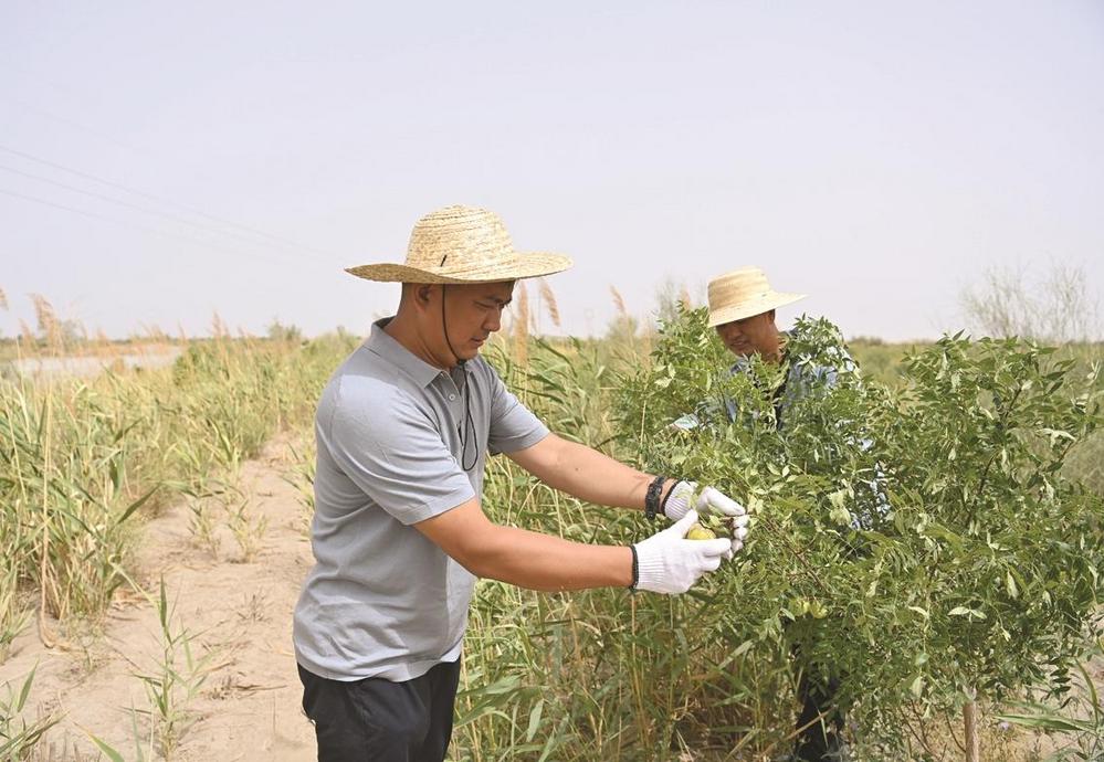 在新疆且末县，李科（左）在采摘沙地里种植的经济作物文冠果（2022年7月4日摄）。 新华社记者 李响 摄