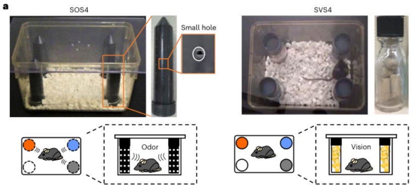图1. 禁食的小鼠根据嗅觉而不是视觉信息来探索食物。（图片来源：Nature Metabolism）