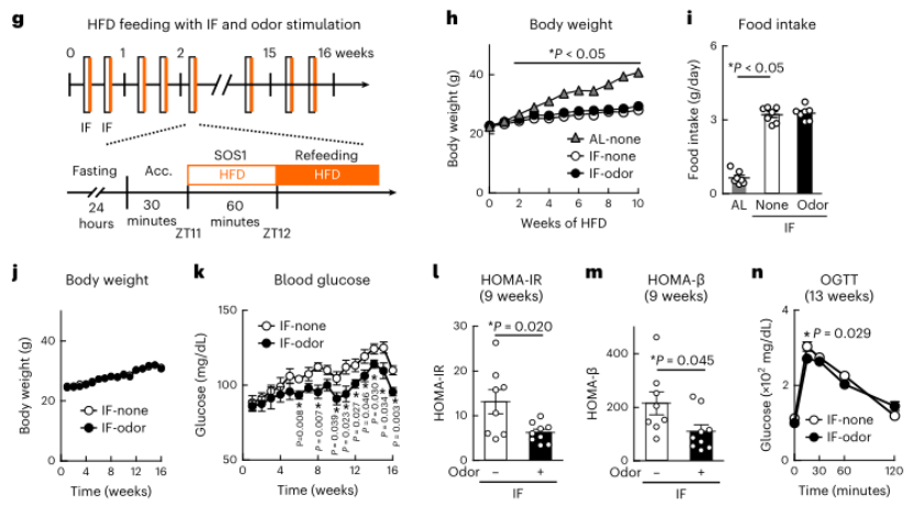 图3. 食物气味刺激对饮食诱导肥胖小鼠代谢功能的影响。（图片来源：Nature Metabolism）