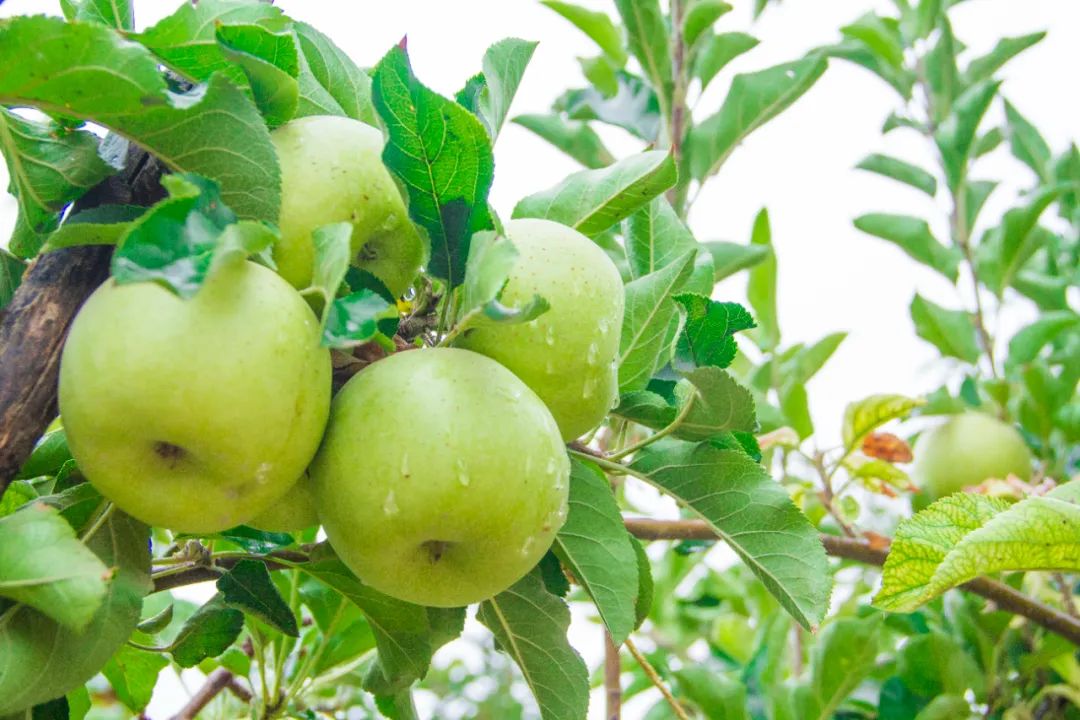 "苹果之王"——新疆阿克苏王林苹果,自带兰花香气,香甜脆爽!