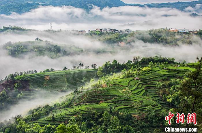 福鼎茶山美景。福鼎市委宣传部 供图