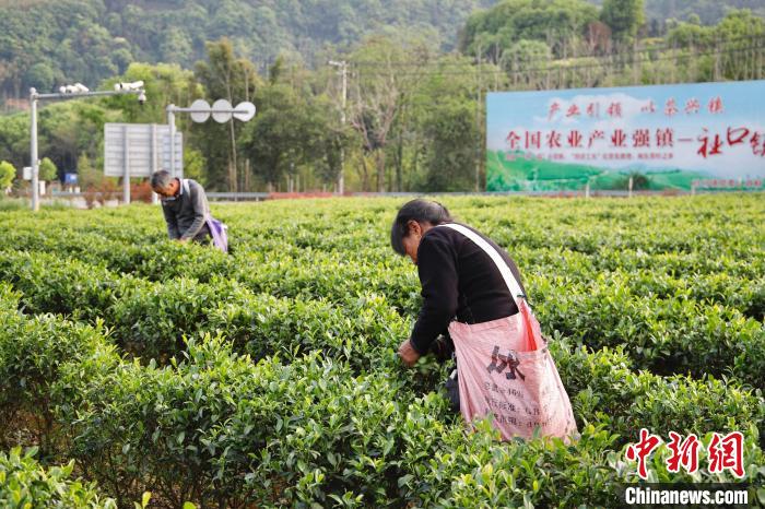 福安市社口镇坦洋村村民在采茶。蒲允静 摄