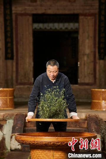 福鼎白茶制作技艺非物质文化遗产传承人林振传在制茶。福鼎市委宣传部 供图