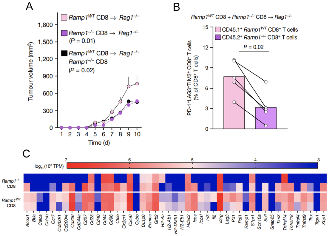 图6.RAMP1诱导CD8+T细胞功能耗竭