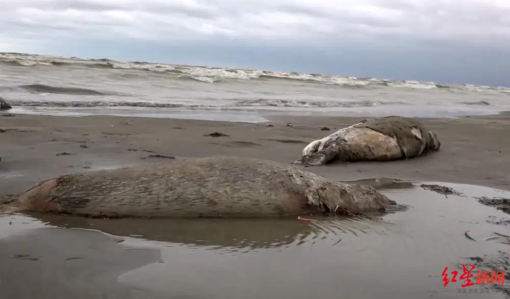 ↑俄里海沿岸死去的俄罗海豹