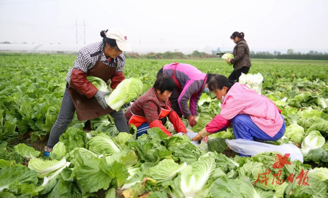       立冬前夕，兴平市尚村农民在采收白菜。咸阳日报全媒体记者 何建虎 摄