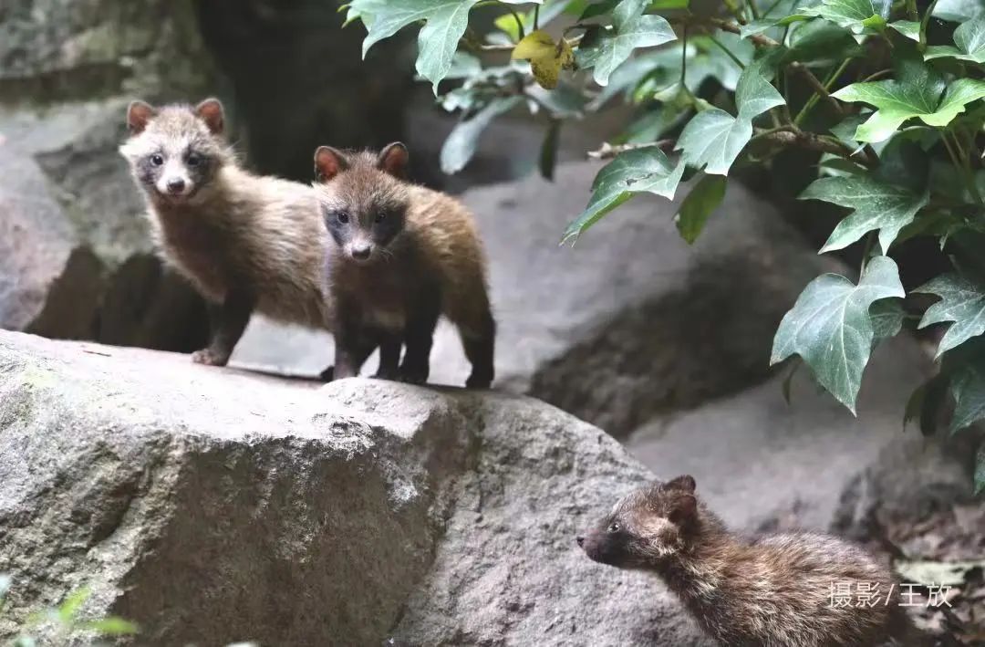 上海小区里的貉.来源山水自然保护中心
