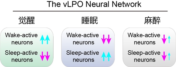图5 | 麻醉和睡眠-觉醒状态下的vLPO网络