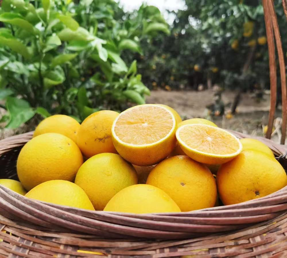 廉江红橙.郭龙碧 摄