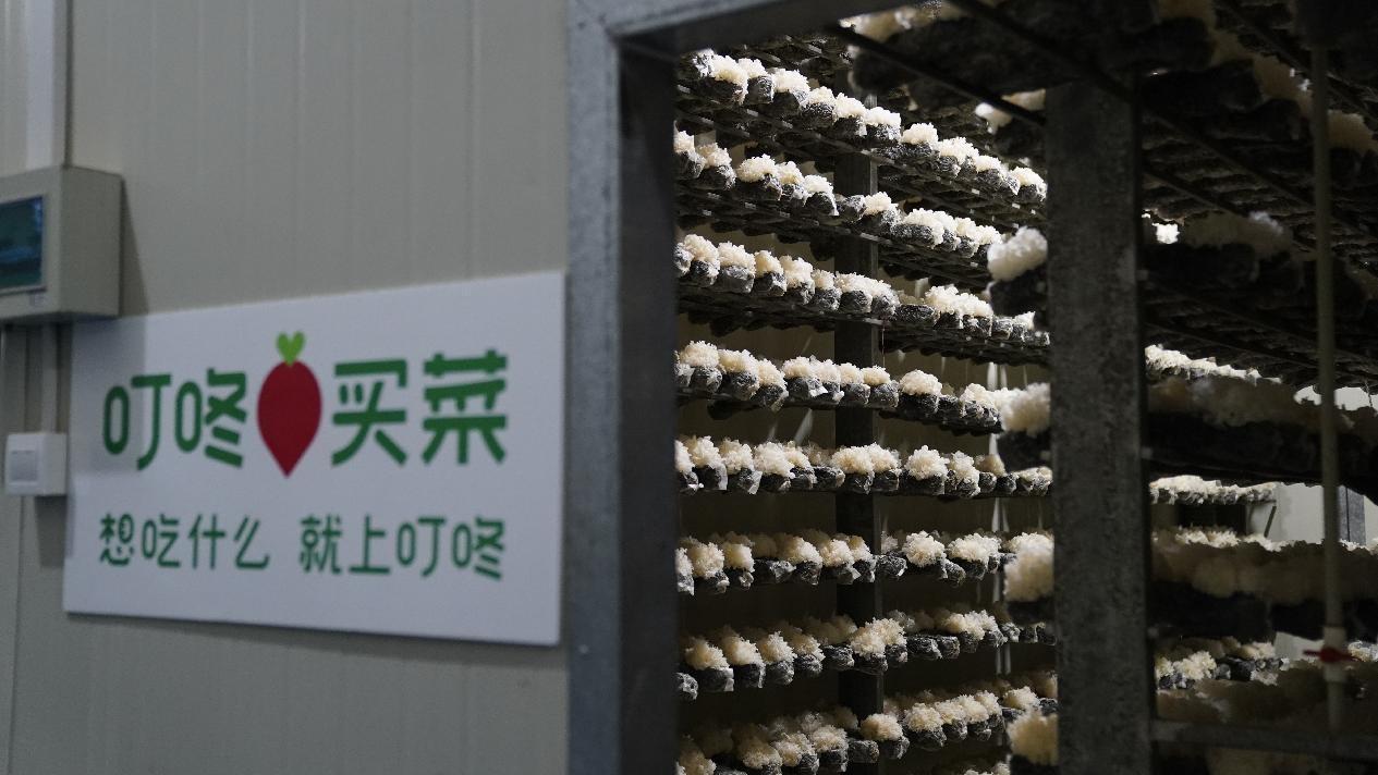 　　（ 叮咚买菜银耳订单农业基地菇棚 ）
