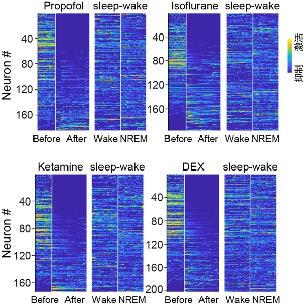图3 | 全麻\镇静药物对睡眠和觉醒神经元均主要表现为抑制作用