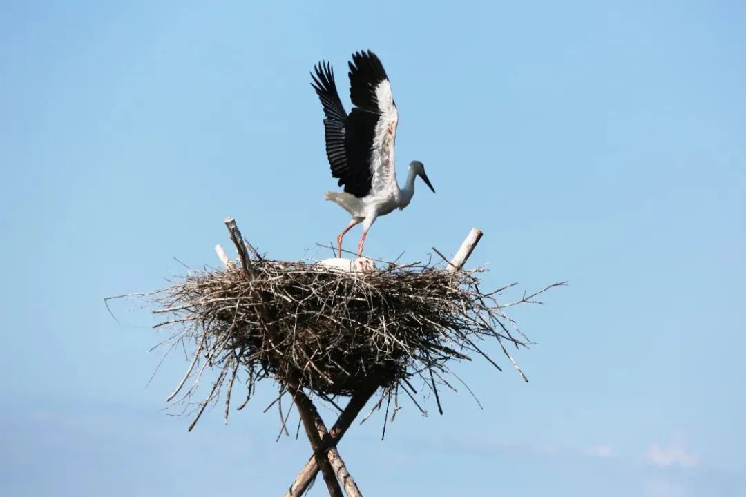 东方白鹳幼鸟离巢