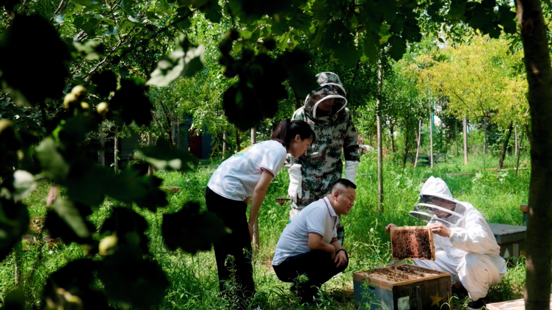 孟少伟在多甜蜜种蜂基地检查和指导种蜂繁育工作