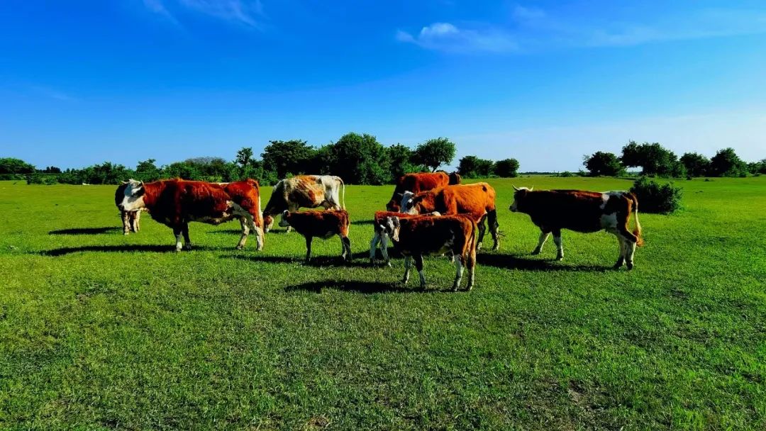草原上成群的肉牛