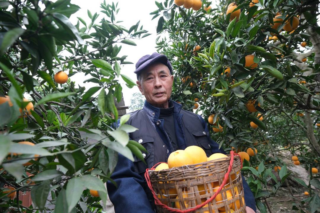 △今年81岁的聂敏洲种了50多棵脐橙树，今年产量约有6000斤。小龙 摄