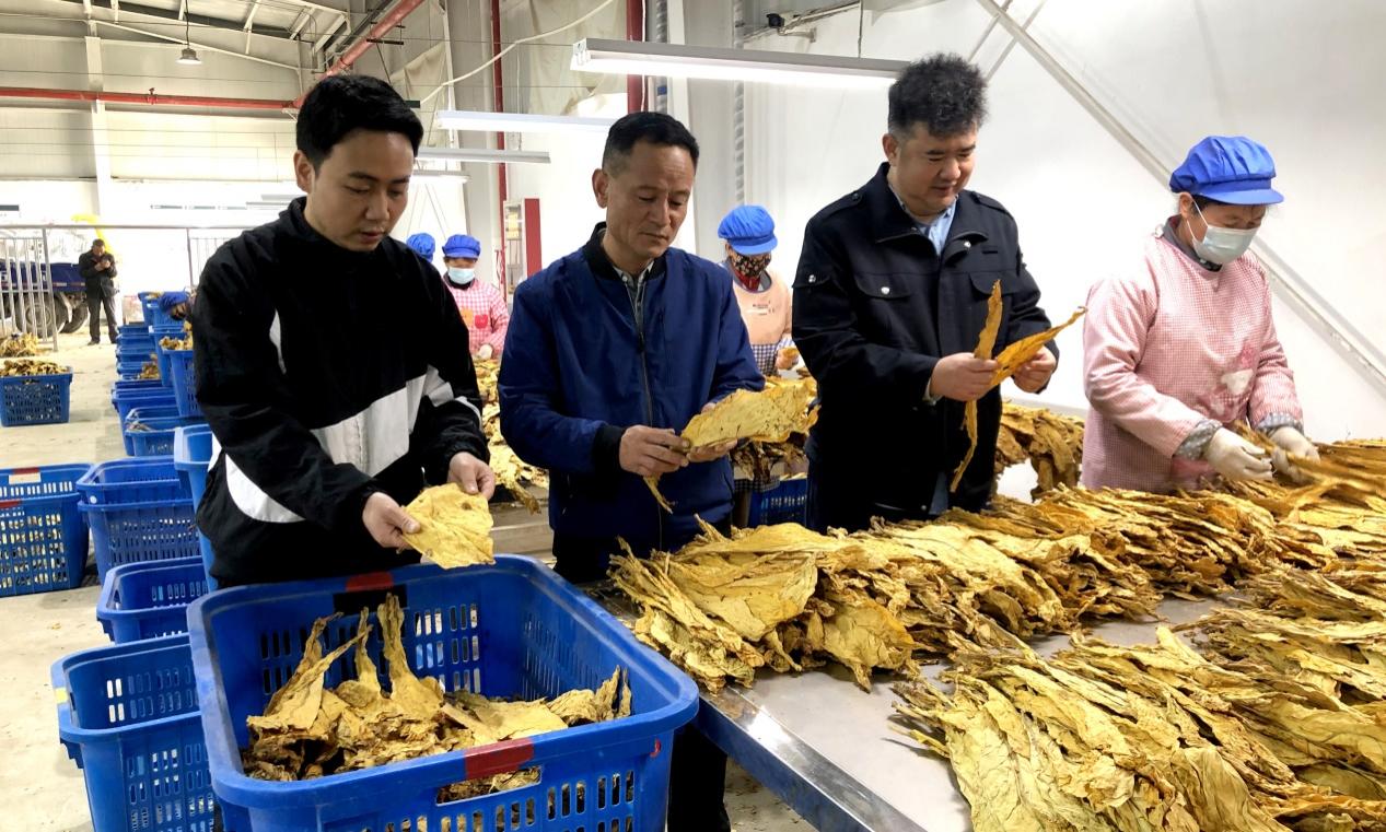 驻村工作队在烟叶烘烤工场为烟农开展烟叶技术服务指导