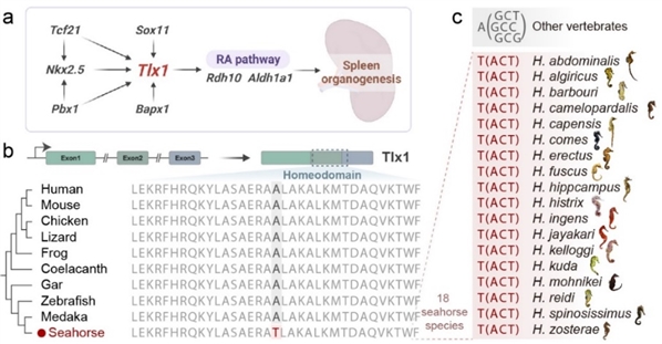 海马属tlx1基因的特异性位点突变