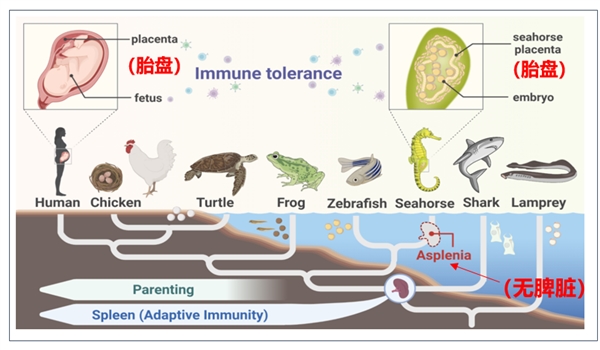 脾脏：海马基因点突变导致“脾脏丢失”与“雄性怀孕”的协同进化机制取得进展