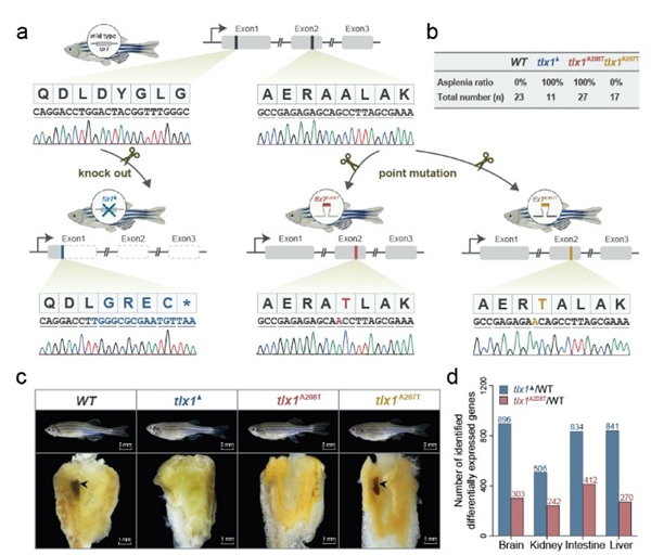 CRISPR/Cas9基因编辑揭示tlx1基因的错义突变导致斑马鱼无脾