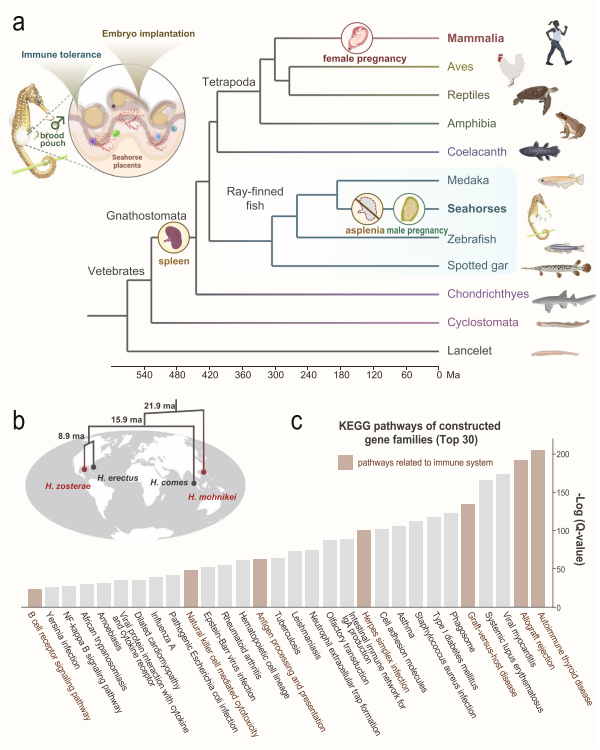 海马繁殖策略演化及其免疫系统关键基因丢失