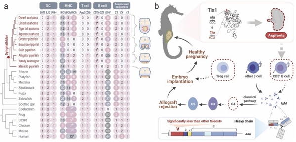 海马脾脏丢失和雄性怀孕的免疫基因组学基础