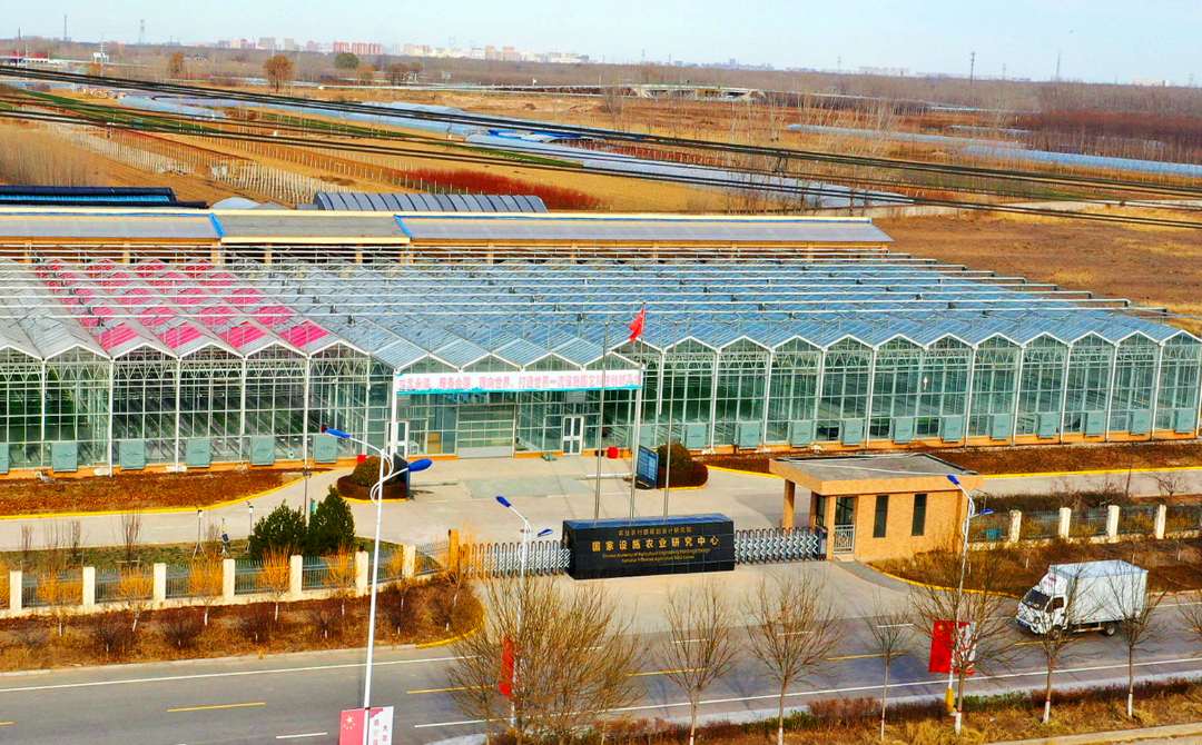 12月8日,在农业农村部永清精准试验基地,研究员正在采摘草莓.